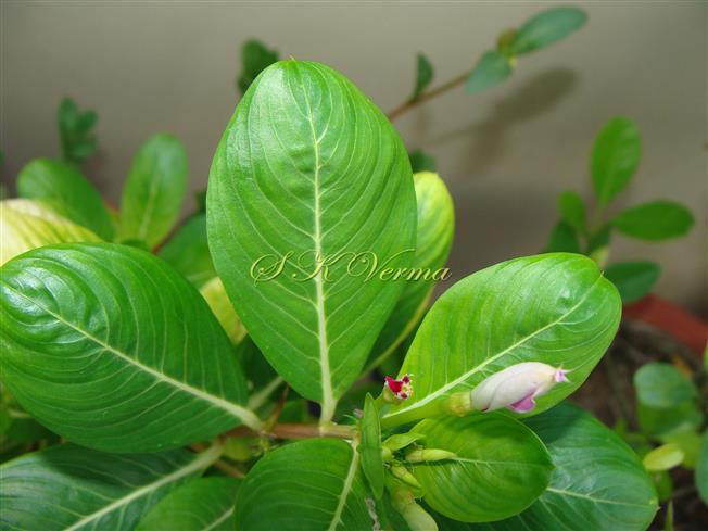  Leaves